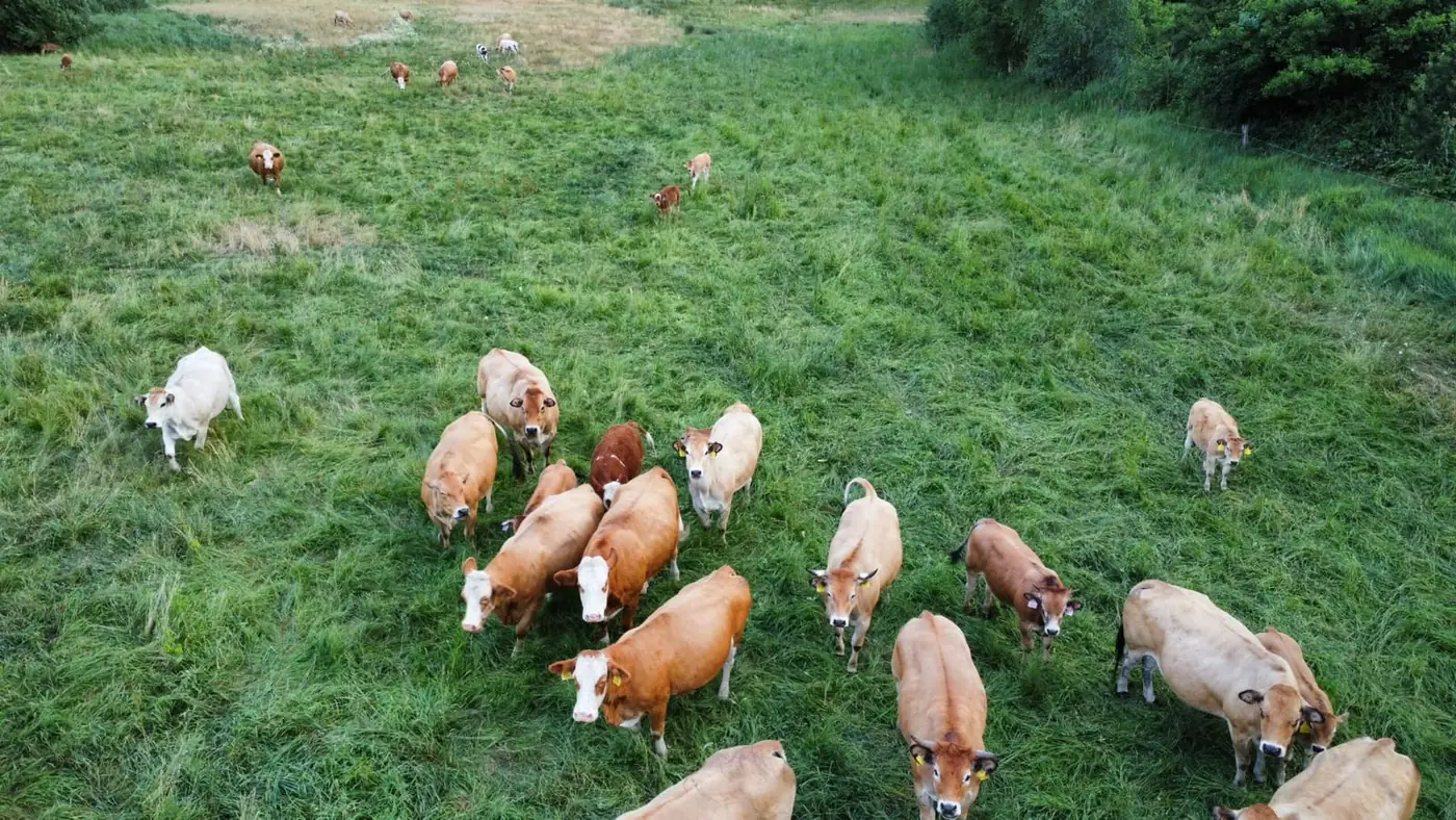 Stádo na pastvě z dronu